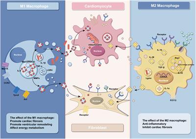 The effect of macrophages and their exosomes in ischemic heart disease